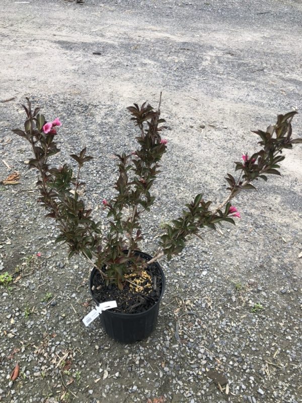 Potted flowering shrub with pink blossoms on glossy dark leaves in a black plastic container set on gravel ground