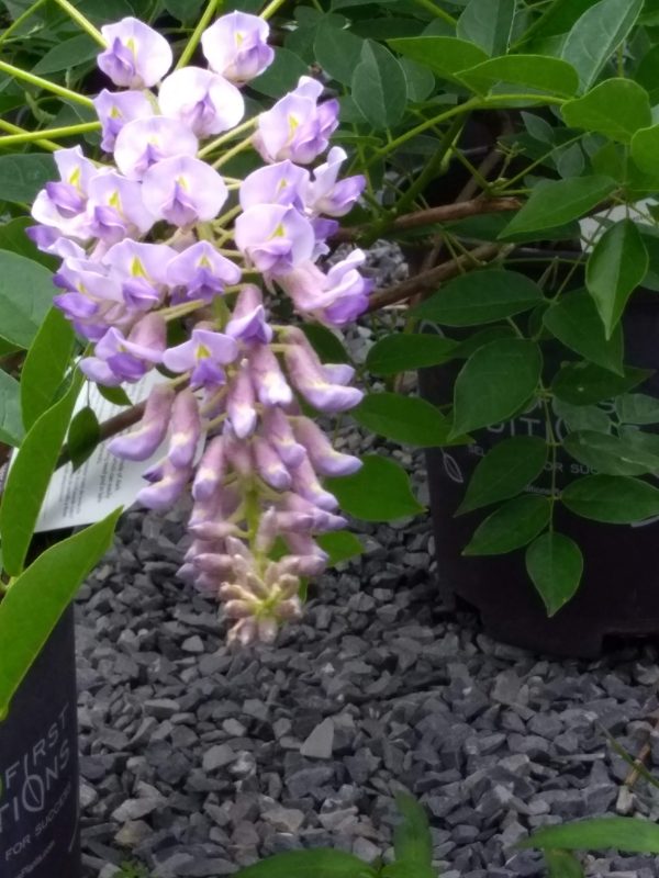 Cluster of pale purple wisteria blossoms on a vine with green leaves against a gravel ground stretch.