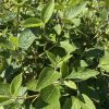 Close-up of green, fuzzy sage leaves on woody stems in bright sunlight.