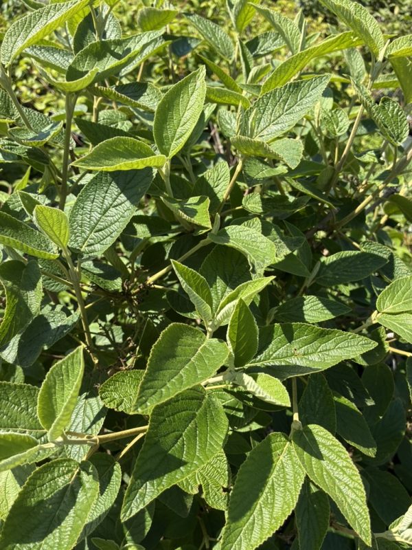 Close-up of green, fuzzy sage leaves on woody stems in bright sunlight.