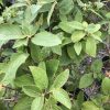 Close-up of a shrub with dense, oval green leaves on brown stems, some with serrated edges.