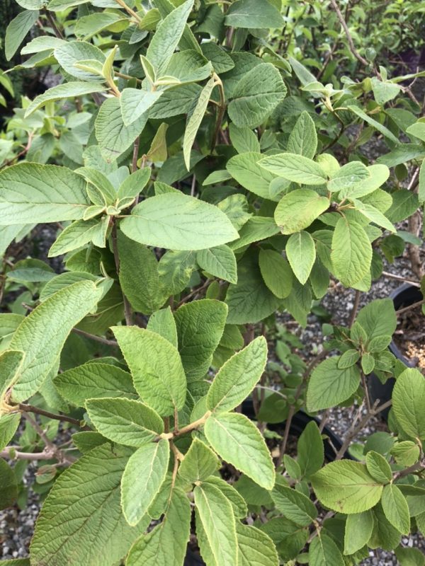 Close-up of a shrub with dense, oval green leaves on brown stems, some with serrated edges.