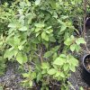 Green, leafy ornamental shrub in a black nursery pot on a gravel surface, outdoor plant lot in sunlight.
