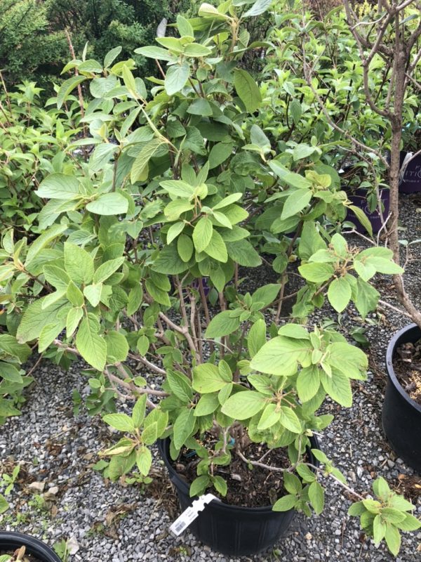 Green, leafy ornamental shrub in a black nursery pot on a gravel surface, outdoor plant lot in sunlight.