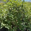 Lush green shrub with oval serrated leaves planted in a black pot at a plant nursery, with hoop greenhouse framing in the background.