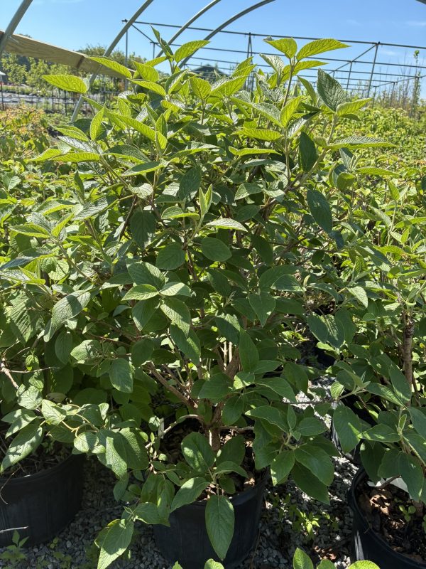 Lush green shrub with oval serrated leaves planted in a black pot at a plant nursery, with hoop greenhouse framing in the background.