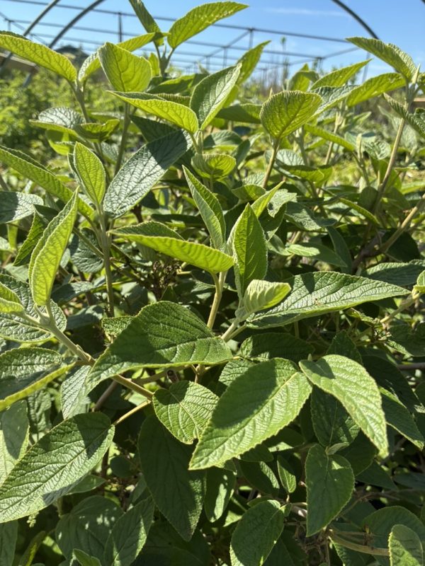 Close-up of bright green sage leaves with textured veins, growing in a greenhouse under a blue sky.