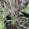 Multi-stemmed potted shrub with smooth gray-brown branches and green oval leaves; soil, mulch, and yellow fertilizer pellets visible in the pot.