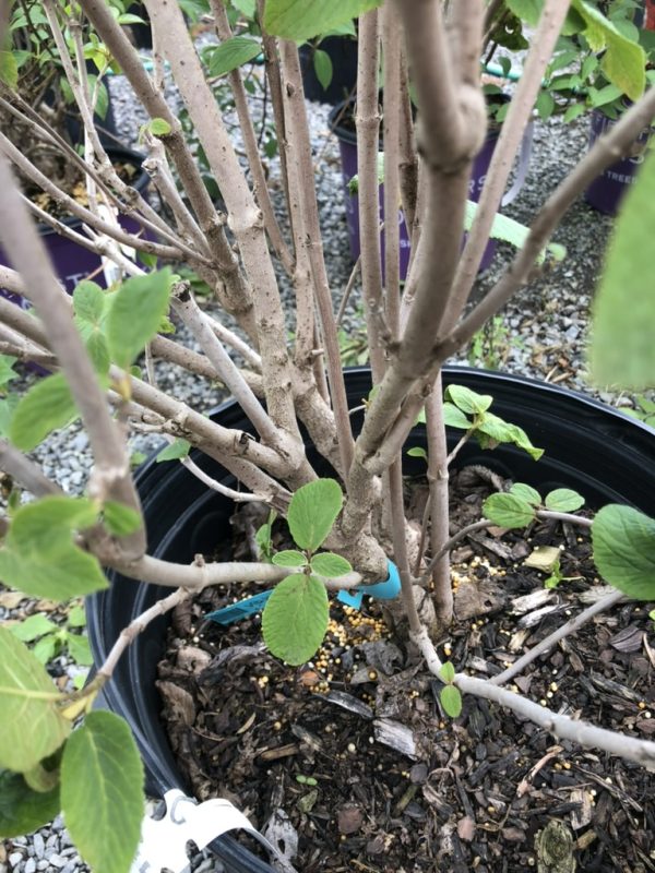 Multi-stemmed potted shrub with smooth gray-brown branches and green oval leaves; soil, mulch, and yellow fertilizer pellets visible in the pot.