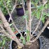 Multi-stem shrub in a black pot with green oval leaves, set on gravel, with other potted plants in the background at a nursery.
