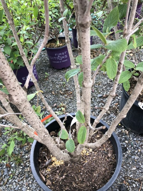 Multi-stem shrub in a black pot with green oval leaves, set on gravel, with other potted plants in the background at a nursery.