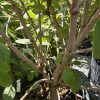 Bushy shrub with multiple gray-barked stems growing in a pot, green oval leaves scattered throughout.