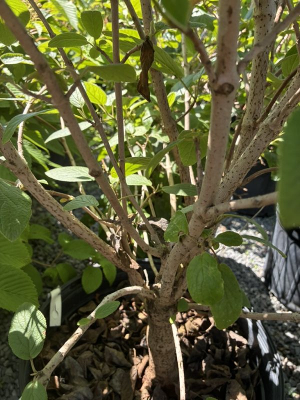 Bushy shrub with multiple gray-barked stems growing in a pot, green oval leaves scattered throughout.
