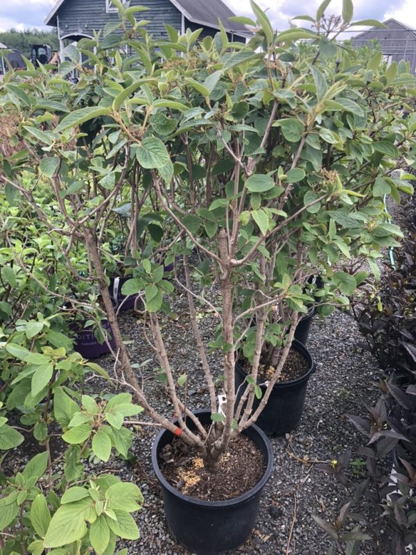 Multi-stem shrub with dense green leaves in a large black pot at a plant nursery.