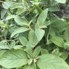 Green shrub with oval, serrated leaves that have pale cream margins; dense foliage on woody stems (variegated edges stand out).