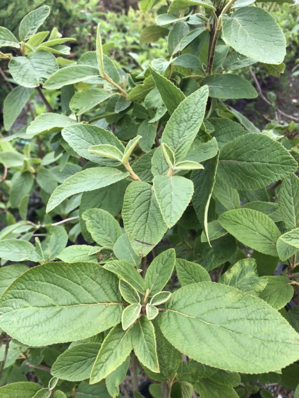 Green shrub with oval, serrated leaves that have pale cream margins; dense foliage on woody stems (variegated edges stand out).
