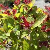 Close-up of a shrub with green leaves and bright red new growth tips catching sunlight