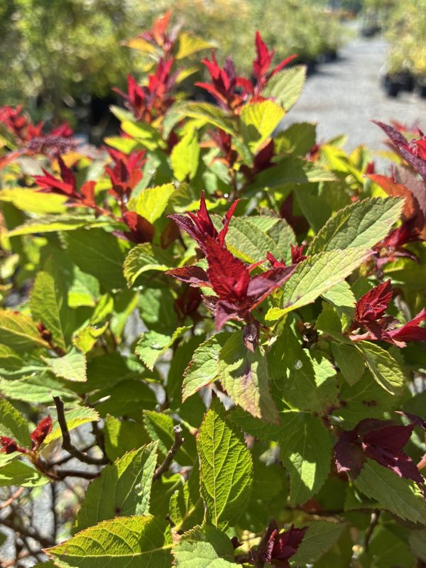 Close-up of a shrub with green leaves and bright red new growth tips catching sunlight