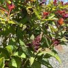 Close-up of an ornamental shrub with serrated green leaves, red new growth, and clusters of small purple-pink berries against a sunny blue sky.