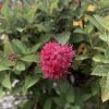 Close-up of a bright pink spherical flower with many tiny stamens among serrated green leaves.