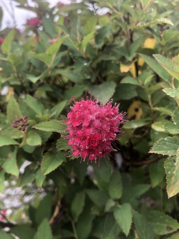 Close-up of a bright pink spherical flower with many tiny stamens among serrated green leaves.