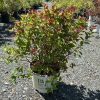 Potted ornamental shrub with green leaves and red new growth in a nursery yard on gravel ground.
