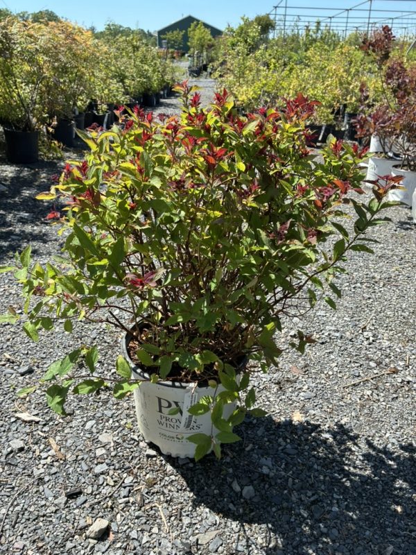 Potted ornamental shrub with green leaves and red new growth in a nursery yard on gravel ground.