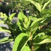 Close-up of bright green new-growth leaves at the tip of a woody stem with a blurred garden background.