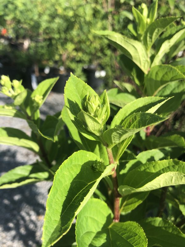 Close-up of bright green new-growth leaves at the tip of a woody stem with a blurred garden background.