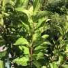 Close-up of bright green, serrated leaves on a woody stem of a garden shrub in sunlight