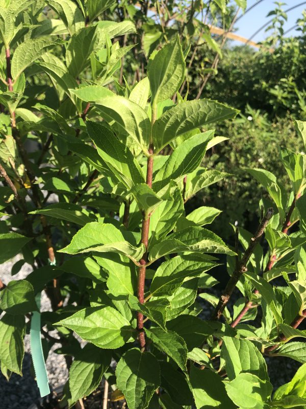 Close-up of bright green, serrated leaves on a woody stem of a garden shrub in sunlight
