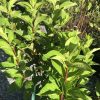 Close-up of bright green, serrated leaves on a woody shrub with reddish stems in sunlight