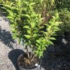 Young green shrub in a black nursery pot with multiple brown stems and bright lance-shaped leaves outdoors on a gravel surface.