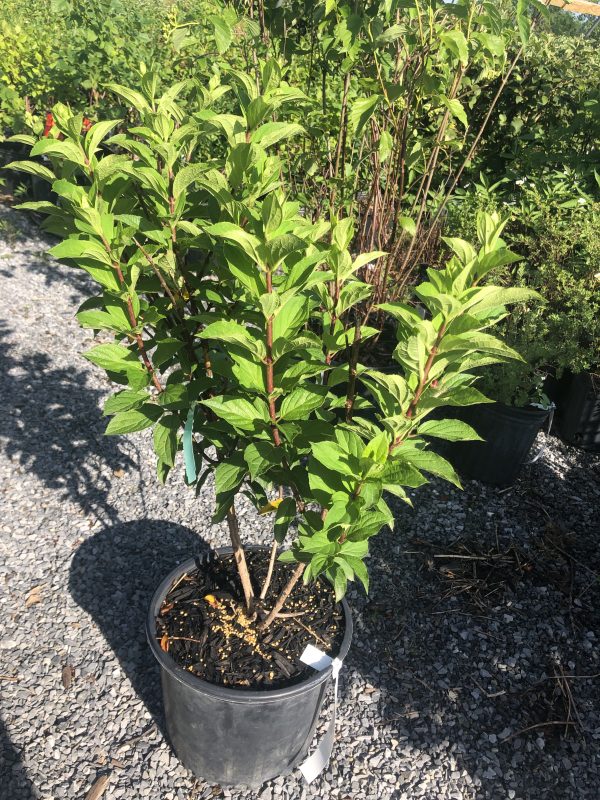 Young green shrub in a black nursery pot with multiple brown stems and bright lance-shaped leaves outdoors on a gravel surface.