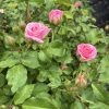 Pink rose blooms and buds on a green rose bush with serrated leaves and thorns around.