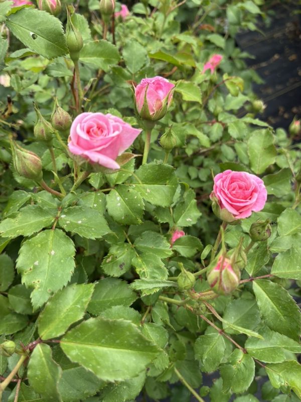 Pink rose blooms and buds on a green rose bush with serrated leaves and thorns around.