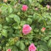 Pink rose buds on a green rose bush with shiny leaves and thorns nearby.