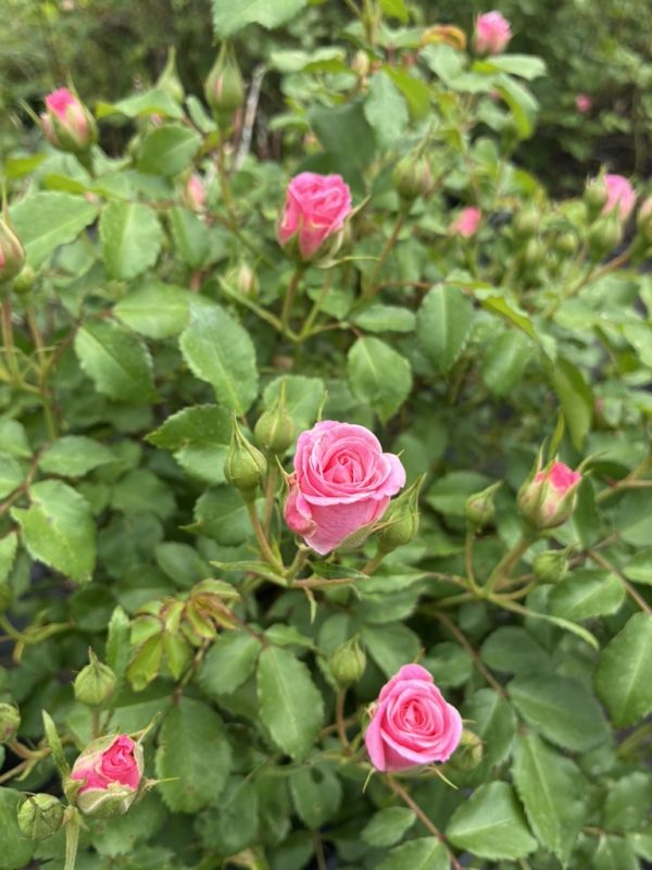 Pink rose buds on a green rose bush with shiny leaves and thorns nearby.