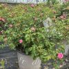 Pink rose bushes in a large gray pot inside a greenhouse, with many pink buds and green leaves around.