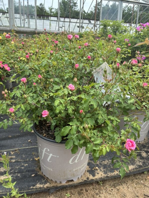 Pink rose bushes in a large gray pot inside a greenhouse, with many pink buds and green leaves around.