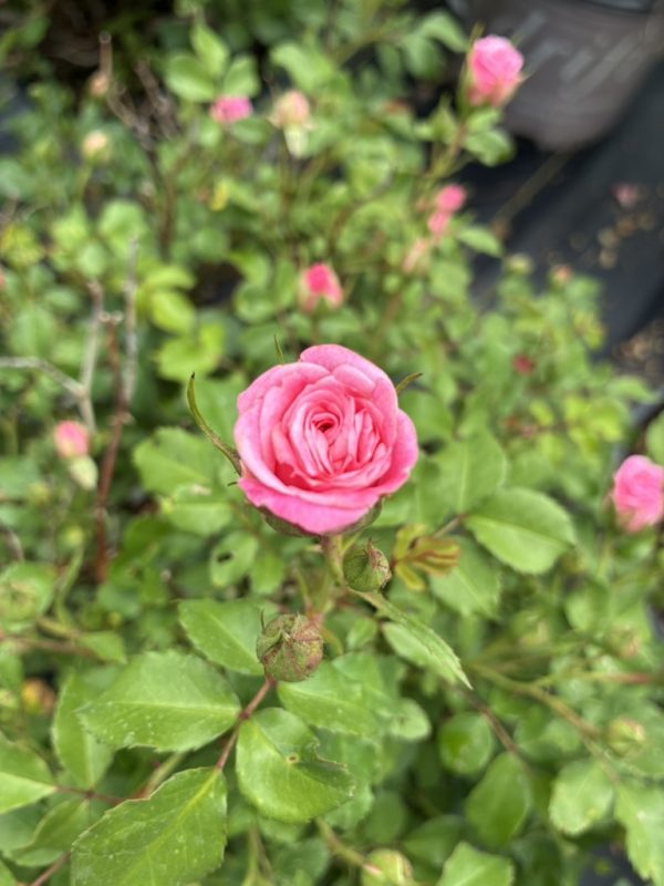 Pink rose in bloom on a green rose bush, with buds and leaves surrounding it