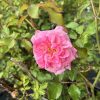Pink rose in bloom on a thorny green rose bush with droplets of water on the petals, outdoors in greenery.