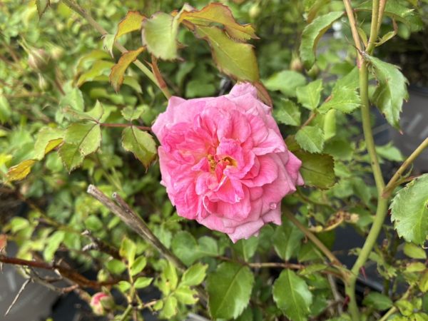 Pink rose in bloom on a thorny green rose bush with droplets of water on the petals, outdoors in greenery.