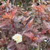 Purple-leaved ornamental shrub with small white flower clusters among serrated leaves.