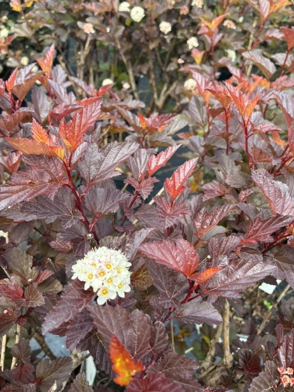 Purple-leaved ornamental shrub with small white flower clusters among serrated leaves.