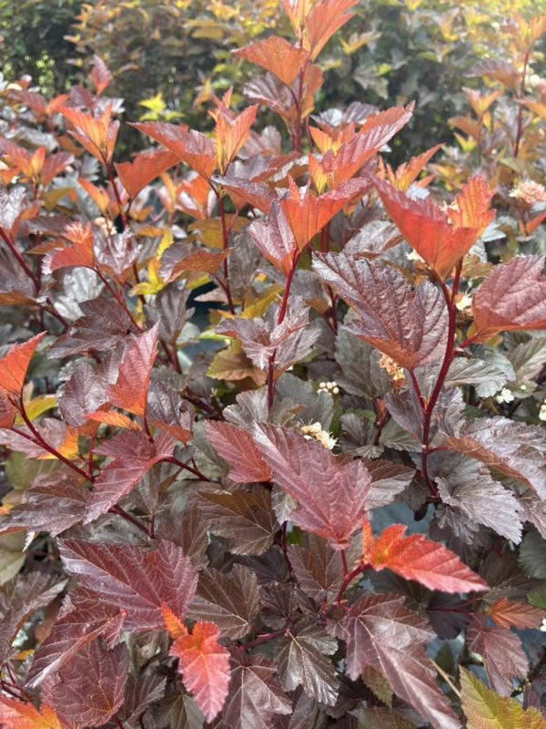Dense shrub with reddish-purple, lobed leaves and small pale flower clusters. Decorative autumn color.