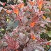 Close-up of red-purple ornamental shrub leaves with bright orange new growth and serrated edges.