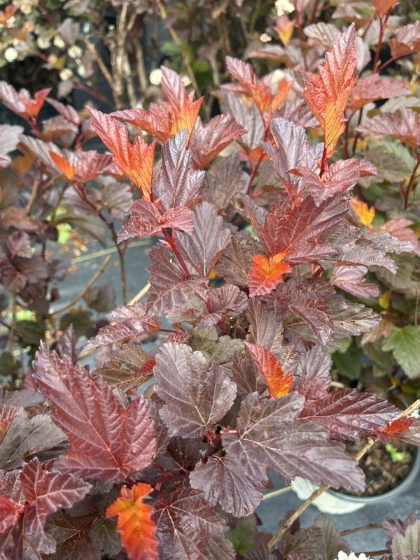 Close-up of red-purple ornamental shrub leaves with bright orange new growth and serrated edges.