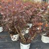 Row of burgundy-leaved ornamental shrubs in white PW Proven Winners pots outdoors, arranged on a black fabric surface.