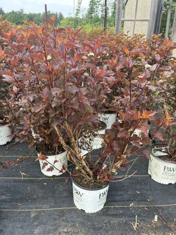 Row of burgundy-leaved ornamental shrubs in white PW Proven Winners pots outdoors, arranged on a black fabric surface.